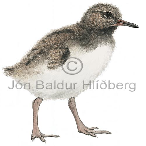 Oystercatcher European Oystercatcher - Haematopus ostralegus - Waders - Scolopacidae