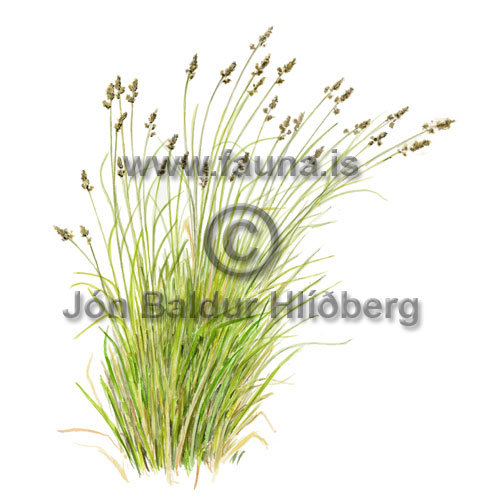 Cocksfoot / Orchard Grass or Cocksfoot Grass - Dactylis glomerata - otherplants - Poaceae