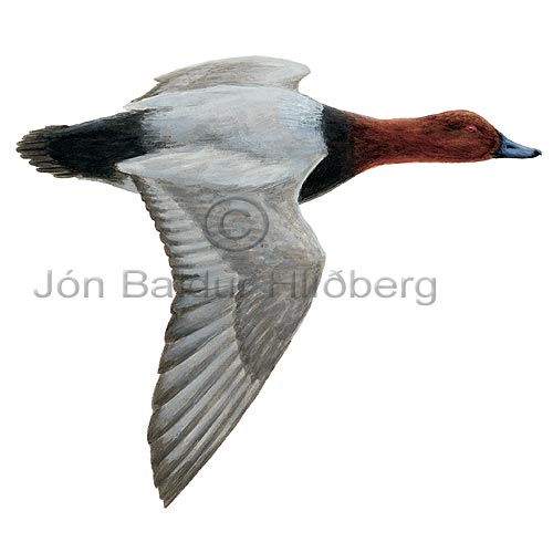 Pochard - Aythya ferina - ducksandallies - Anatidae