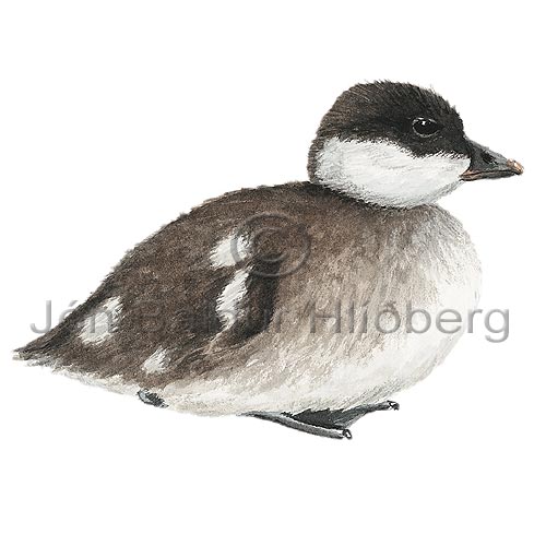 Barrow's Goldeneye - Bucephala islandica - ducksandallies - Anatidae