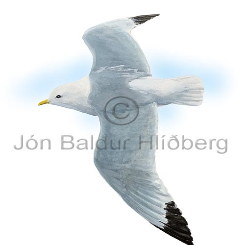 Kittiwake Black-legged Kittiwake - Rissa tridactyla - Gulls - Laridae