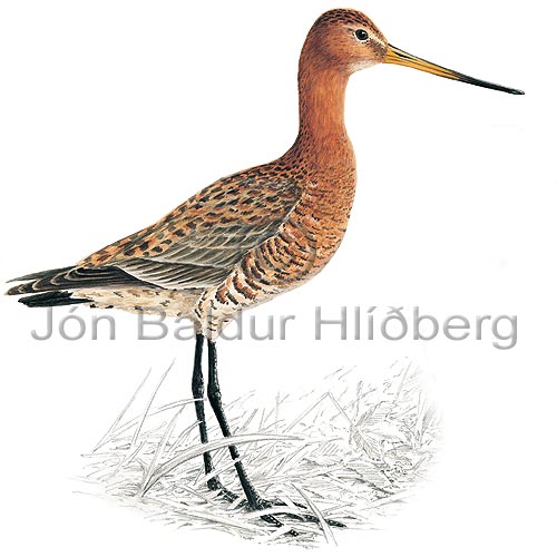 Black-tailed Godwit - Limosa limosa - Waders - Scolopacidae