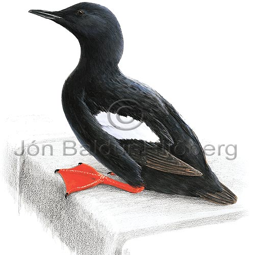 Black Guillemot - Ceppus grylle - Alcids - Alcidae