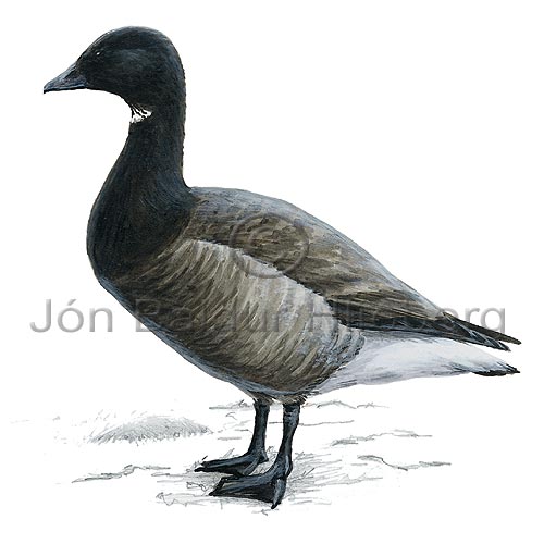 Brent Goose  Brant - Branta bernicla - ducksandallies - Anatidae