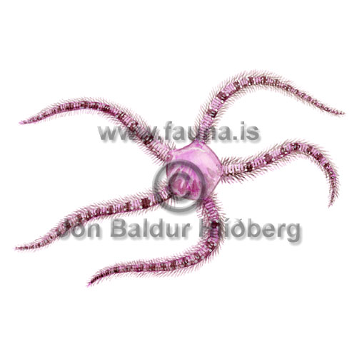 Brittlestar - Ophiothrix - otherinverebrates - Echinodermata