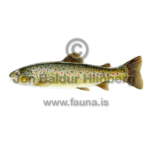 Urrii - Salmo trutta - laxfiskar - Laxfiskar