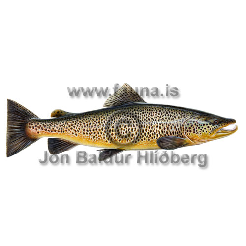 Urrii - Salmo trutta - laxfiskar - Laxfiskar