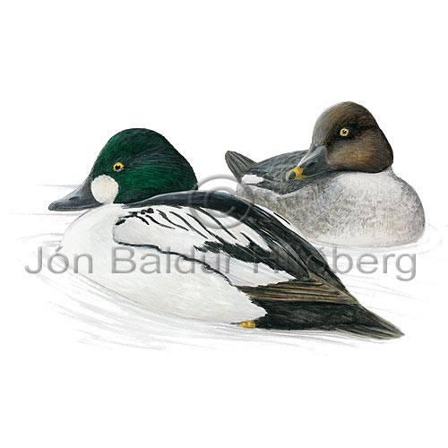 Goldeneye Common Goldeneye - Buchephala clangula - ducksandallies - Anatidae