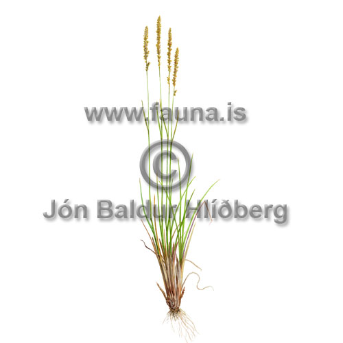 Hlmgresi - Calamagrostis neglecta - annargrodur - Grasatt