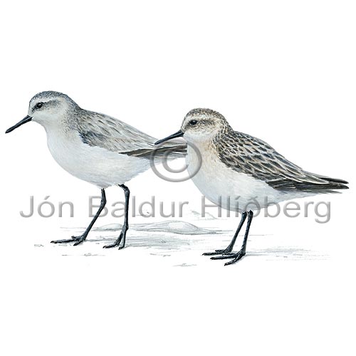 Sanderling - Calidris alba - Waders - Scolopacidae