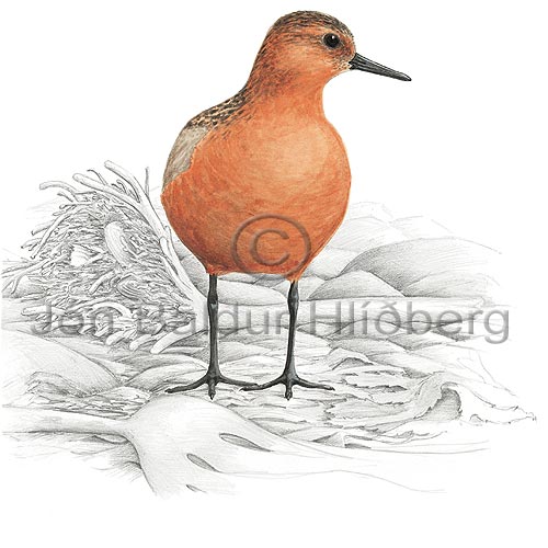 Knot - Calidris canutus - Waders - Scolopacidae