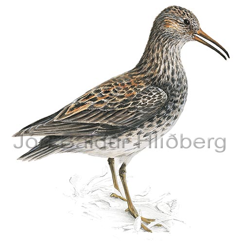 Purple Sandpiper - Calidris maritima - Waders - Scolopacidae
