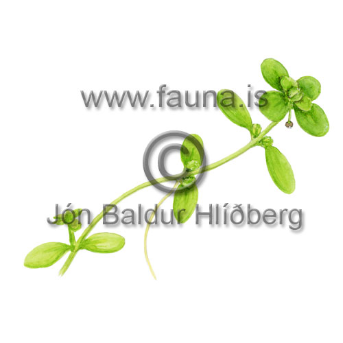 Common Water-starwort - Callitriche stagnalis - Dicotyledonous - Callitrichaceae