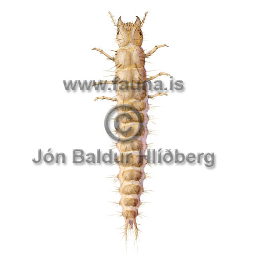 carabidae larvae - carabidae spp. - Insects - Insecta