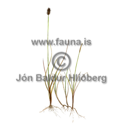 Srblisstr - Carex dioeca - annargrodur - Starartt