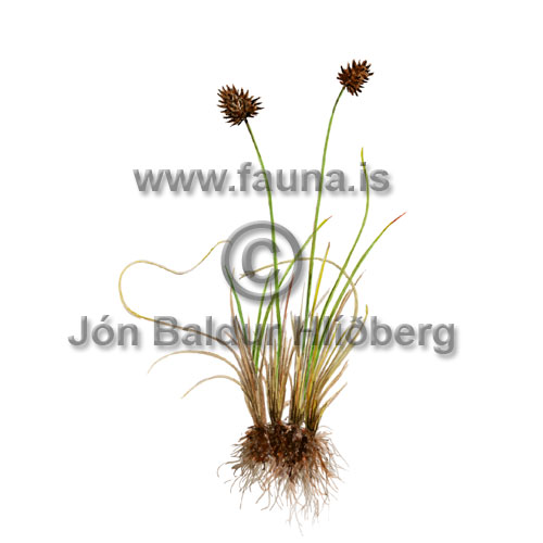 Thickhead Sedge - Carex macloviana - otherplants - Cyperaceae