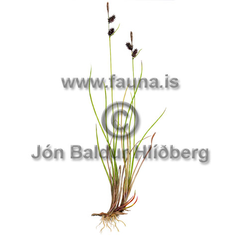 Russet Sedge / Rock Sedge - Carex saxatilis - otherplants - Cyperaceae