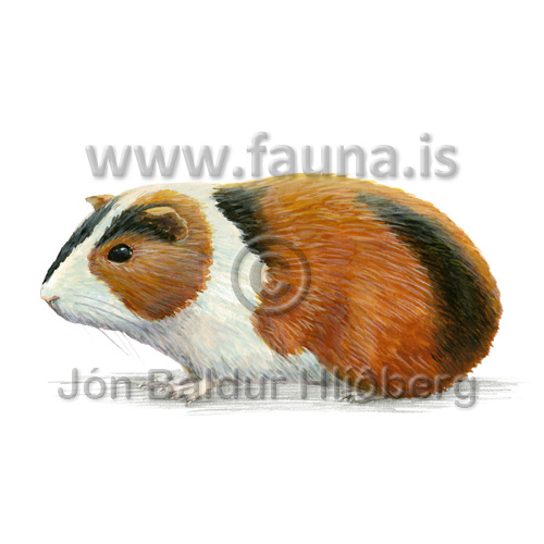 Guinea pig - Cavia porcellus - rodents - Rodentia