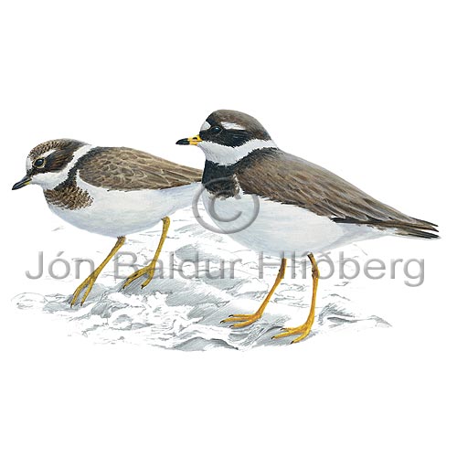Ringed Plover - Charadrius hiaticula - Waders - Charadriidae