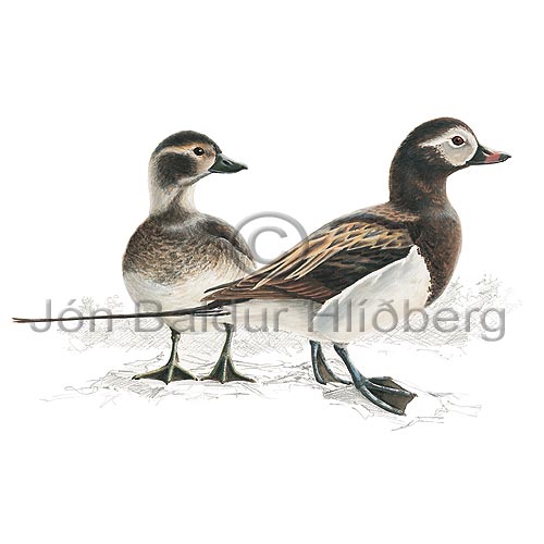 Long-tailed Duck Oldsquaw - Clangula hyemalis - ducksandallies - Anatidae