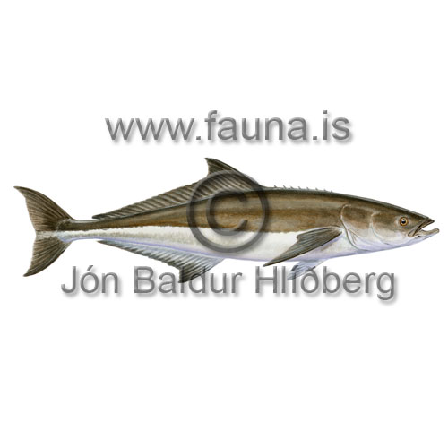 Kobia - Rachycentron canadum - borrar - Borrar