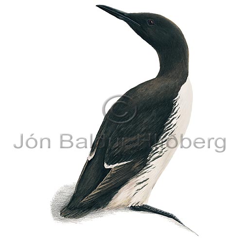 Common Guillemot  - Uria aalge - Alcids - Alcidae