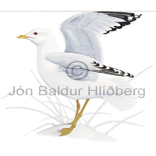 Common Gull  Mew Gull - Larus canus - Gulls - Laridae