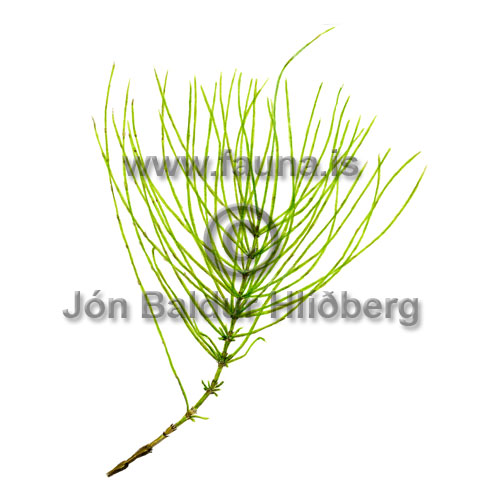 Field Horsetail - Equisetum arvense - Ferns - Equisetaceae