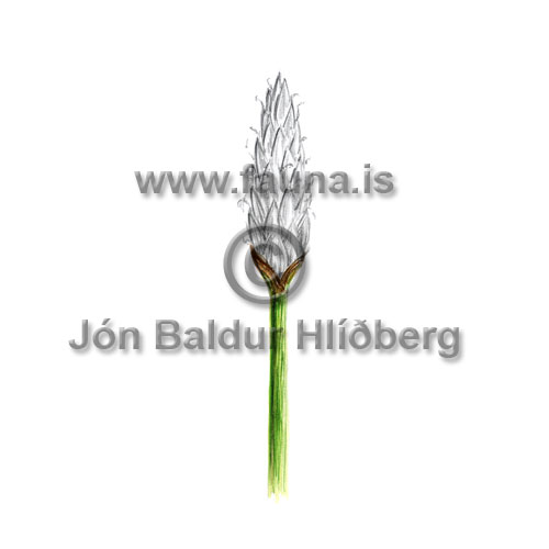 Common Spike Rush - Eleocharis palustris - otherplants - Cyperaceae