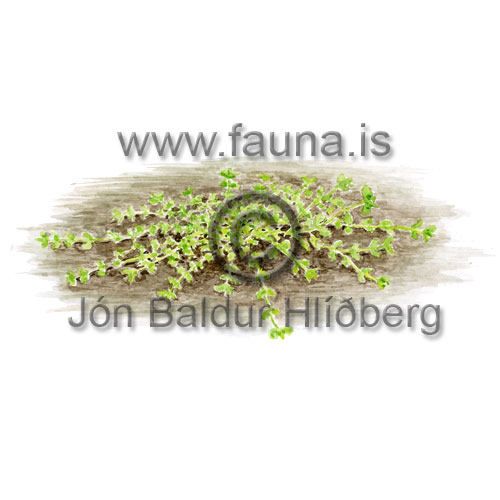 Laugabr��a - Callitriche stagnalis - tvikimblodungar - Vatnsbr��u�tt