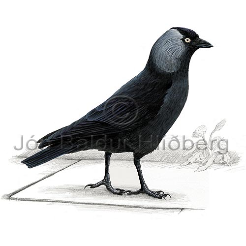 Dvergkráka - Corvus monedula - sporfuglar - Hröfnungar