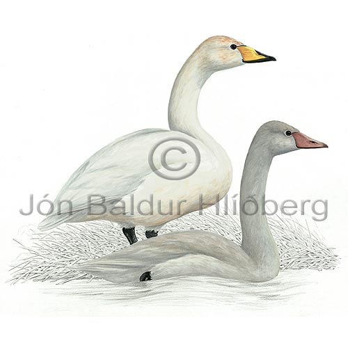 Whooper Swan - Cygnus cygnus - ducksandallies - Anatidae