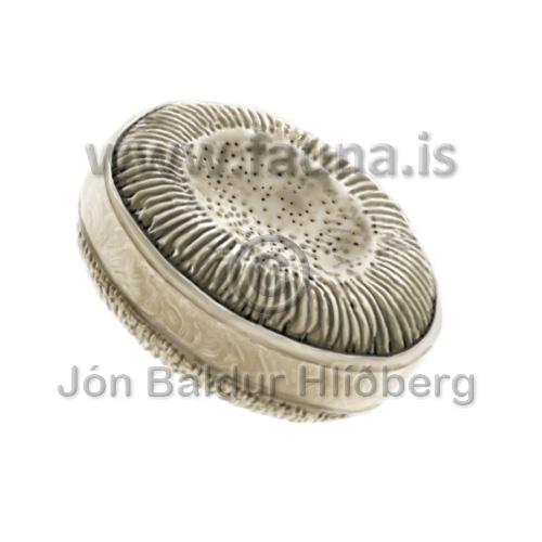 Diatom, undefined. -   - otherplants - Bacillariophyceae