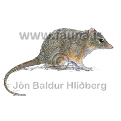 Dibbler - Parantechinus apicalis - Marsupials - Dasyuromorphia