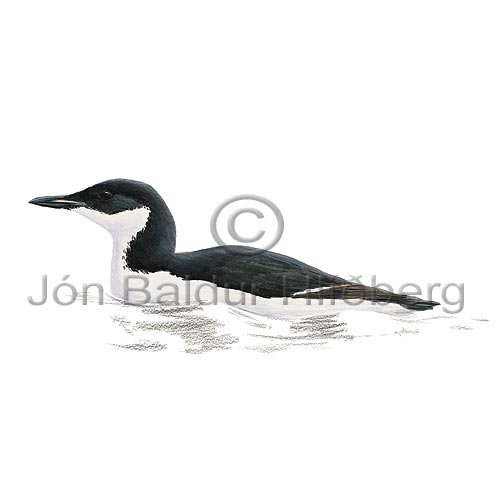 Brnnichs Guillemot  - Uria lomvia - Alcids - Alcidae