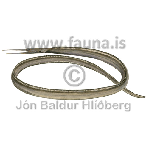 Duck-bill eel - Venefica procera - otherfish - Anguilliformes