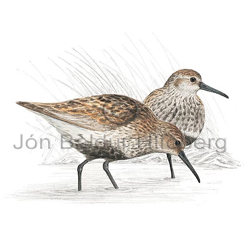 Dunlin - Calidris alpina - Waders - Scolopacidae