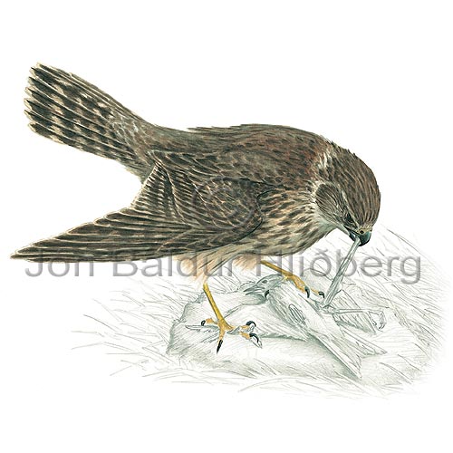 Merlin - Falco columbarius - birdsofprey - Falconidae