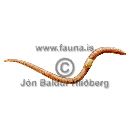 Earthworm - clitellates - otherinverebrates - Annelida