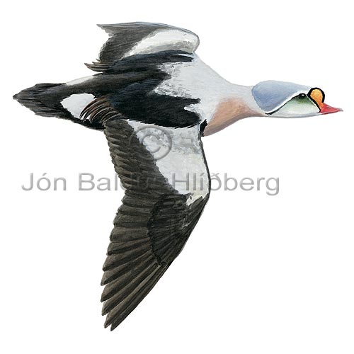 King Eider - Somateria spectabilis - ducksandallies - Anatidae
