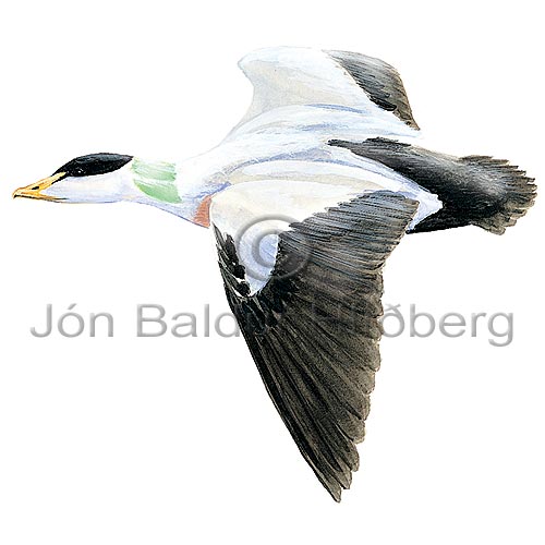 Common Eider - Somateria mollissima - ducksandallies - Anatidae