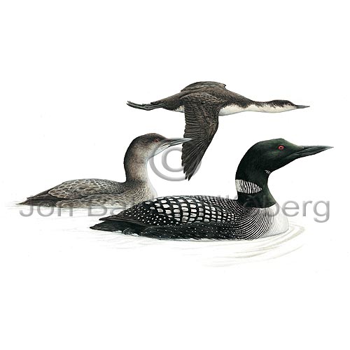 Great northern Diver  Common Loon - Gavia immer - otherbirds - Gaviidae