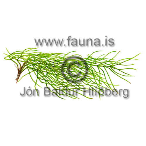 Field Horsetail - Equisetum arvense - Ferns - Equisetaceae