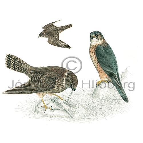 Merlin - Falco columbarius - birdsofprey - Falconidae