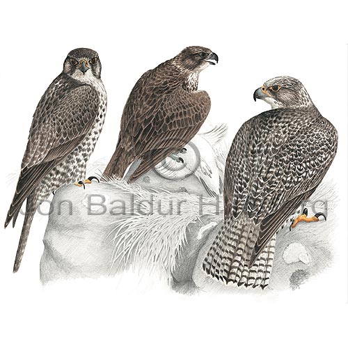 Flki - Falco rusticolus - ranfuglar - Flkatt