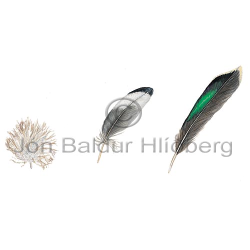 feathers -   - otherbirds -  