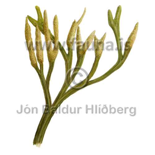 Arctic wrack - Fucus_evanescens - Veljið category - Phaeophyceae