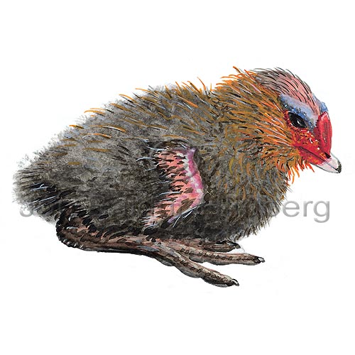 Bleshna - Fulica atra - adrirfuglar - Rellutt