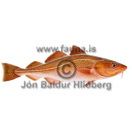 Cod - Gadus morhua - Cods - Gadiformes