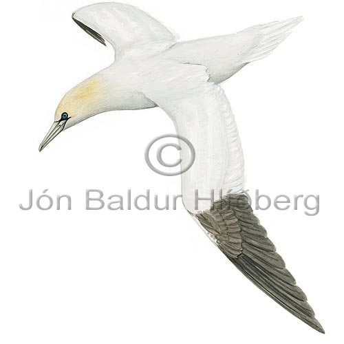 Gannet - Sula bassana - otherbirds - Sulidae
